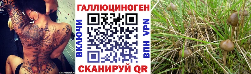 shop наркотические препараты  Бирюч  omg tor  Галлюциногенные грибы Magic Shrooms  где можно купить  